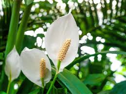 SPATHIPHYLLUM lys de paix